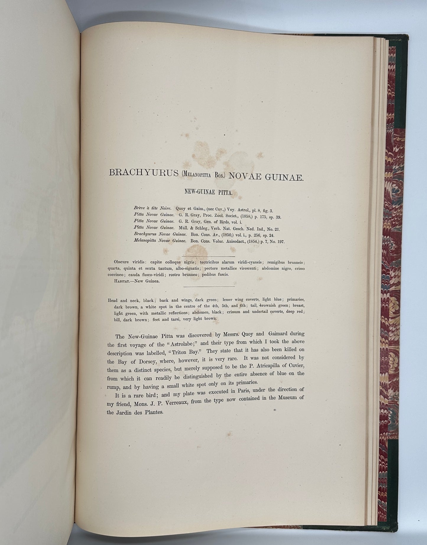 A Monograph of the Pittidae, or, Family of Ant Thrushes by D.G. Elliot (1st Edition)