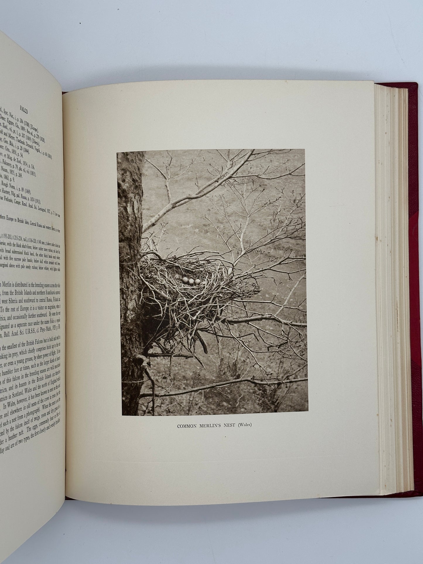 A Monograph of the Birds of Prey by H. Kirke Swann and A. Wetmore (ed.)