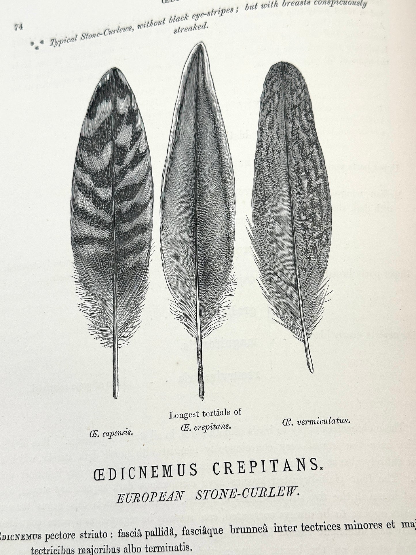 The Geographical Distribution of the Family Charadriidae or the Plovers, Sandpipers, Snipes and their Allies by Henry Seebohm