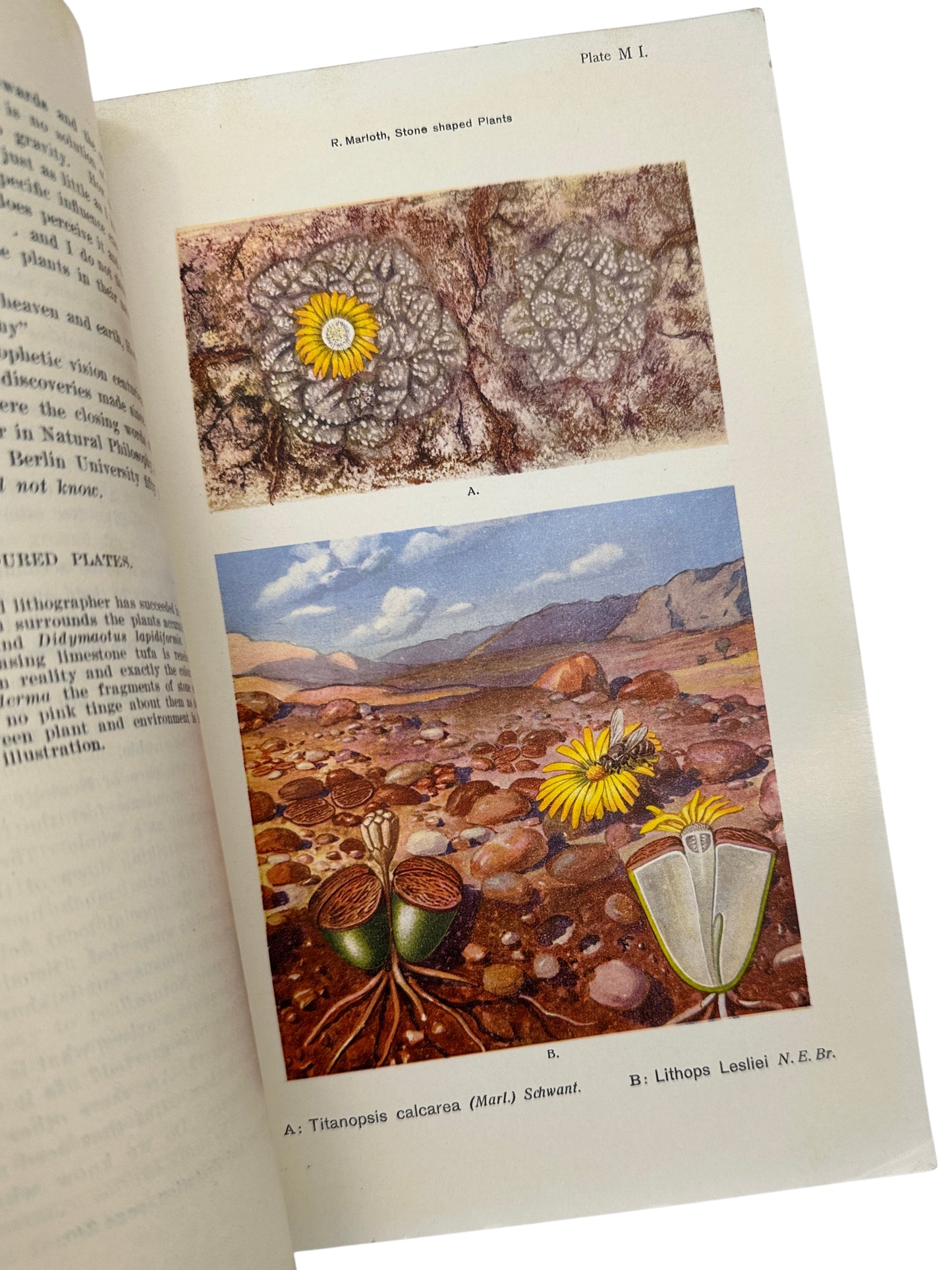 Stone-Shaped Plants by Rudolph Marloth