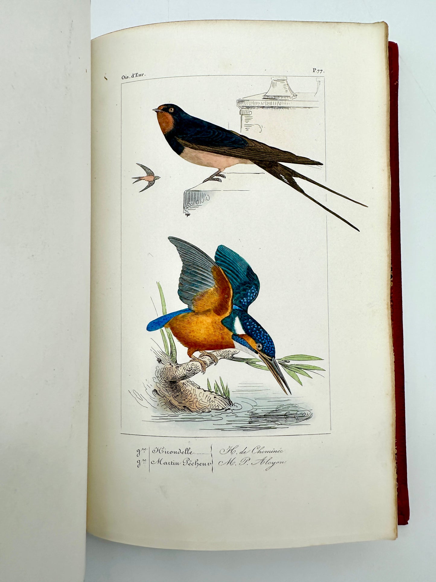 Histoire Naturelle Des Oiseaux D’Europe by Florent Prevost & Dr Lemaire