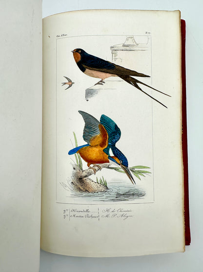 Histoire Naturelle Des Oiseaux D’Europe by Florent Prevost & Dr Lemaire