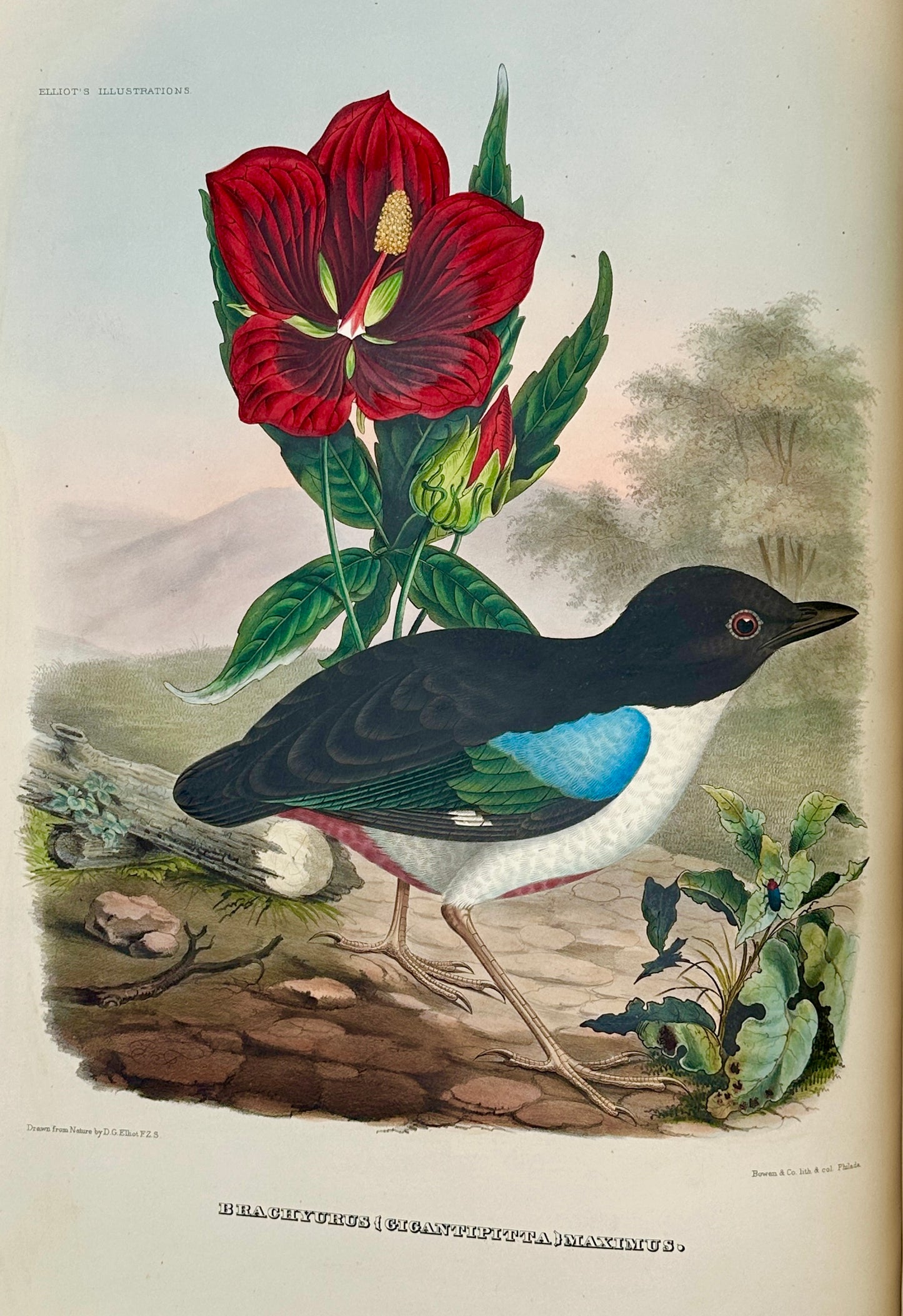 A Monograph of the Pittidae, or, Family of Ant Thrushes by D.G. Elliot (1st Edition)