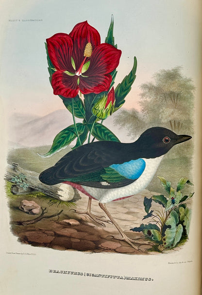 A Monograph of the Pittidae, or, Family of Ant Thrushes by D.G. Elliot (1st Edition)