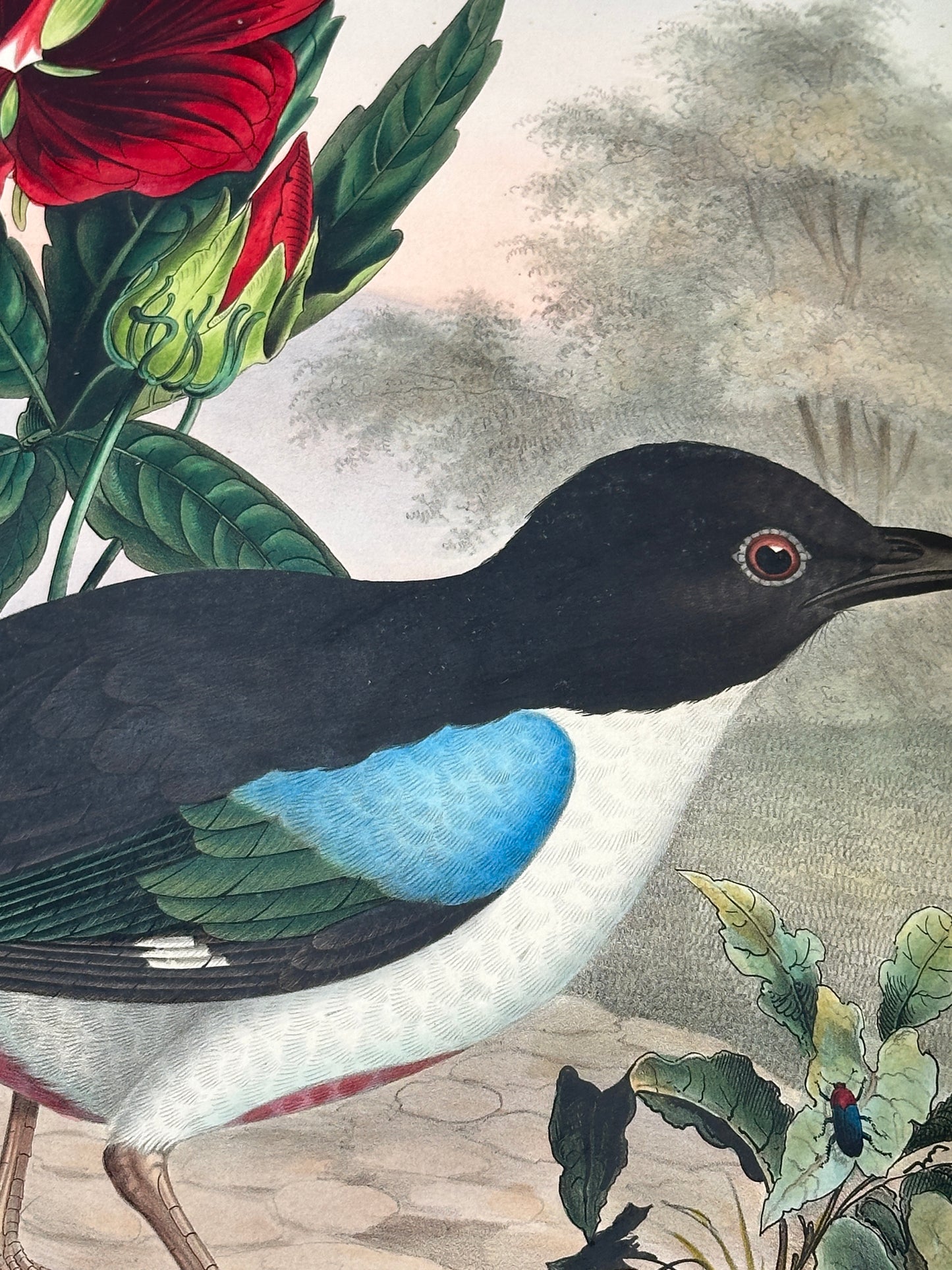 A Monograph of the Pittidae, or, Family of Ant Thrushes by D.G. Elliot (1st Edition)
