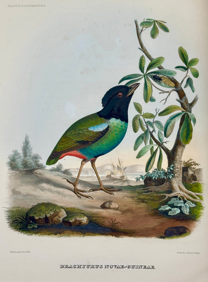 A Monograph of the Pittidae, or, Family of Ant Thrushes by D.G. Elliot (1st Edition)