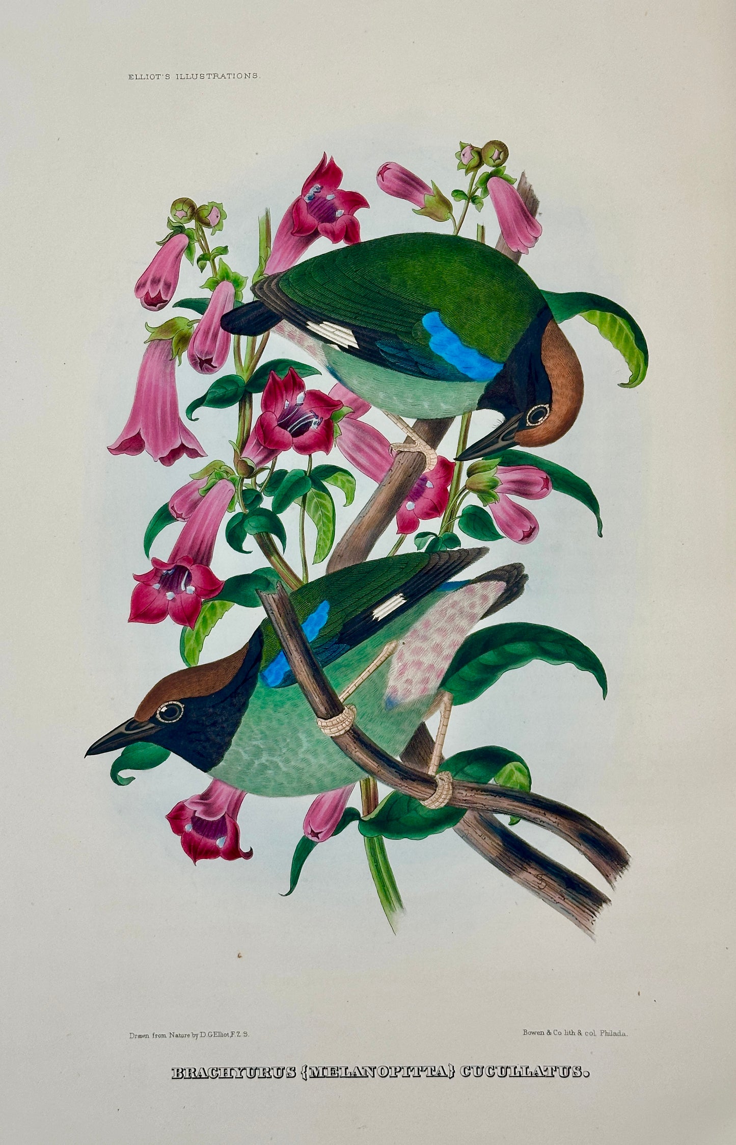 A Monograph of the Pittidae, or, Family of Ant Thrushes by D.G. Elliot (1st Edition)