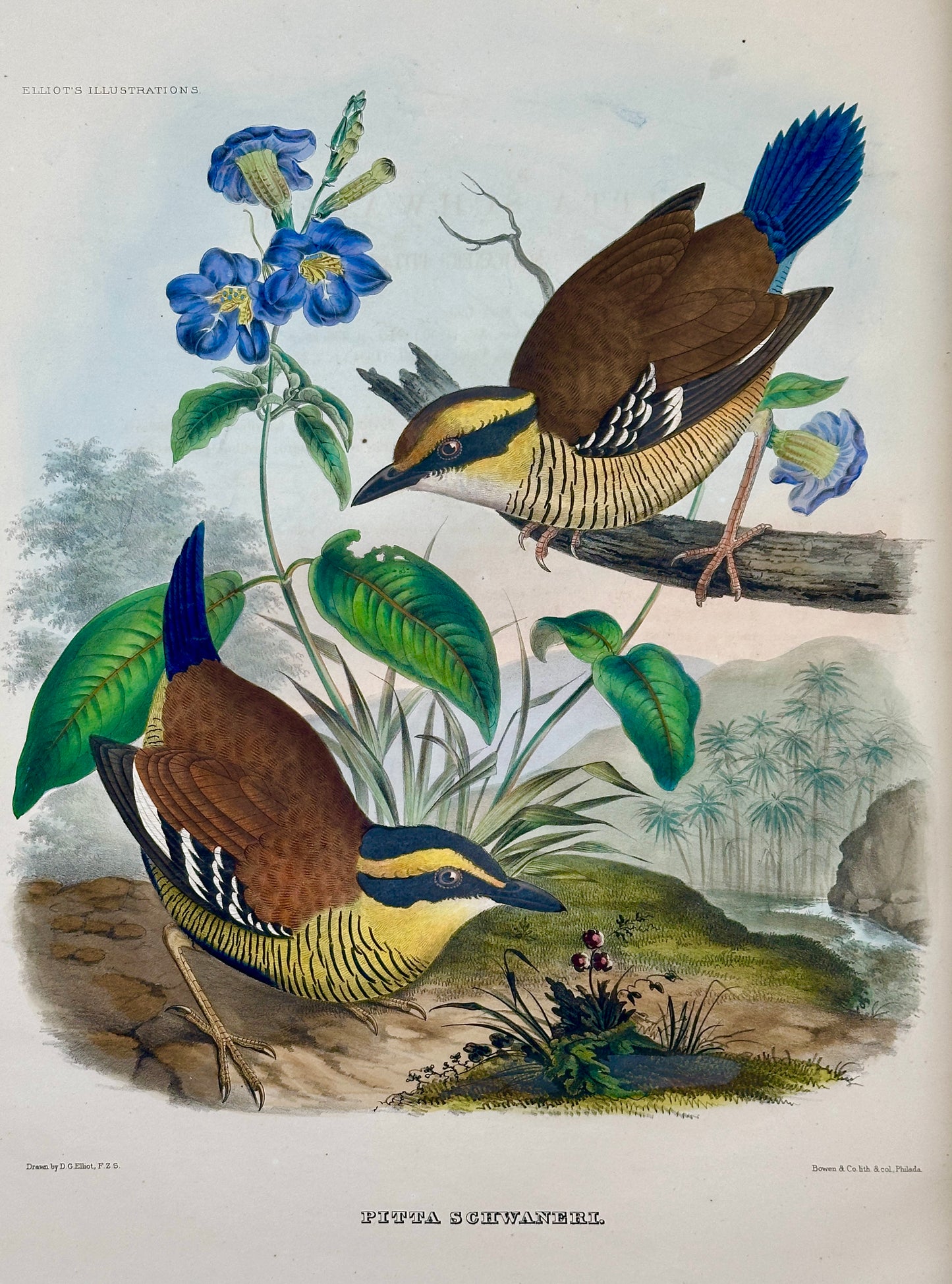 A Monograph of the Pittidae, or, Family of Ant Thrushes by D.G. Elliot (1st Edition)