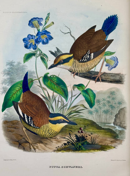 A Monograph of the Pittidae, or, Family of Ant Thrushes by D.G. Elliot (1st Edition)