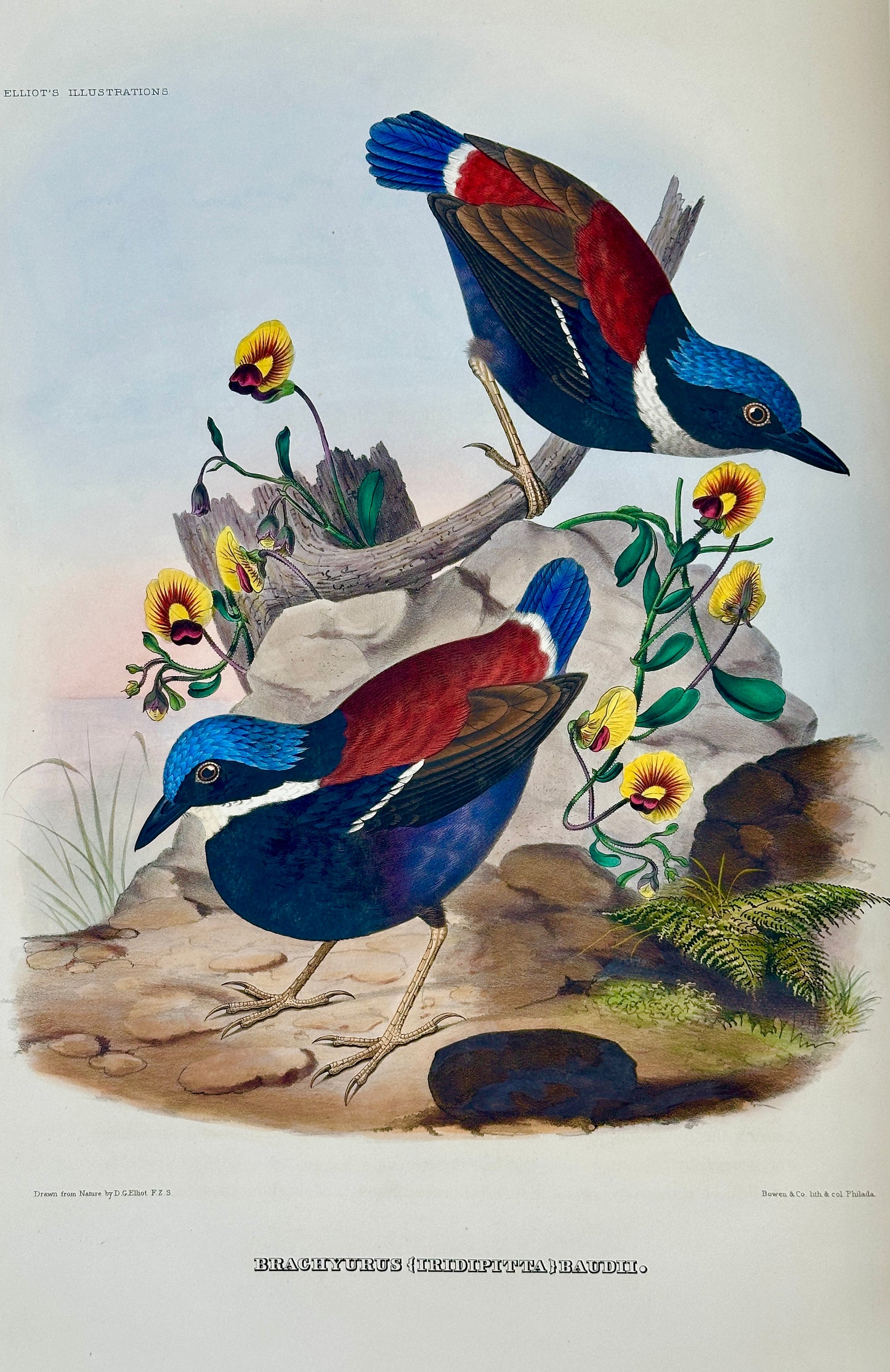 A Monograph of the Pittidae, or, Family of Ant Thrushes by D.G. Elliot (1st Edition)