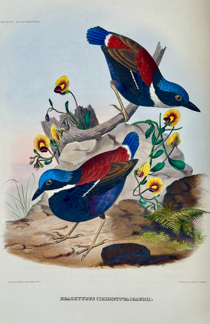 A Monograph of the Pittidae, or, Family of Ant Thrushes by D.G. Elliot (1st Edition)