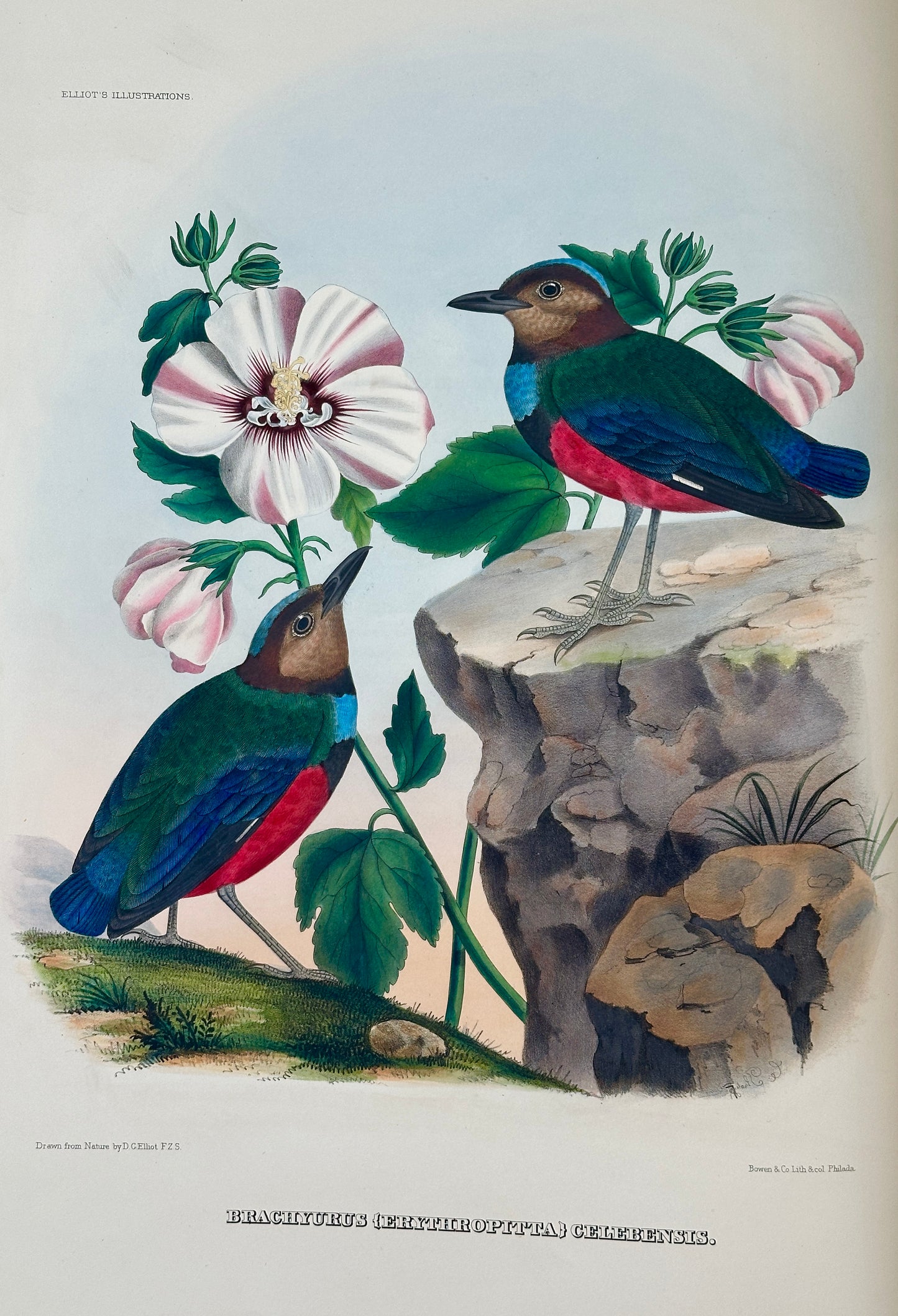 A Monograph of the Pittidae, or, Family of Ant Thrushes by D.G. Elliot (1st Edition)