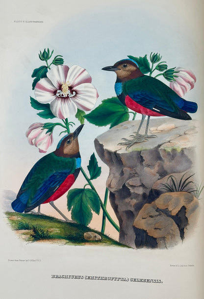 A Monograph of the Pittidae, or, Family of Ant Thrushes by D.G. Elliot (1st Edition)