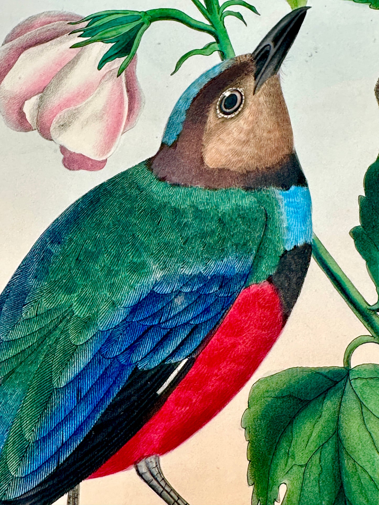 A Monograph of the Pittidae, or, Family of Ant Thrushes by D.G. Elliot (1st Edition)