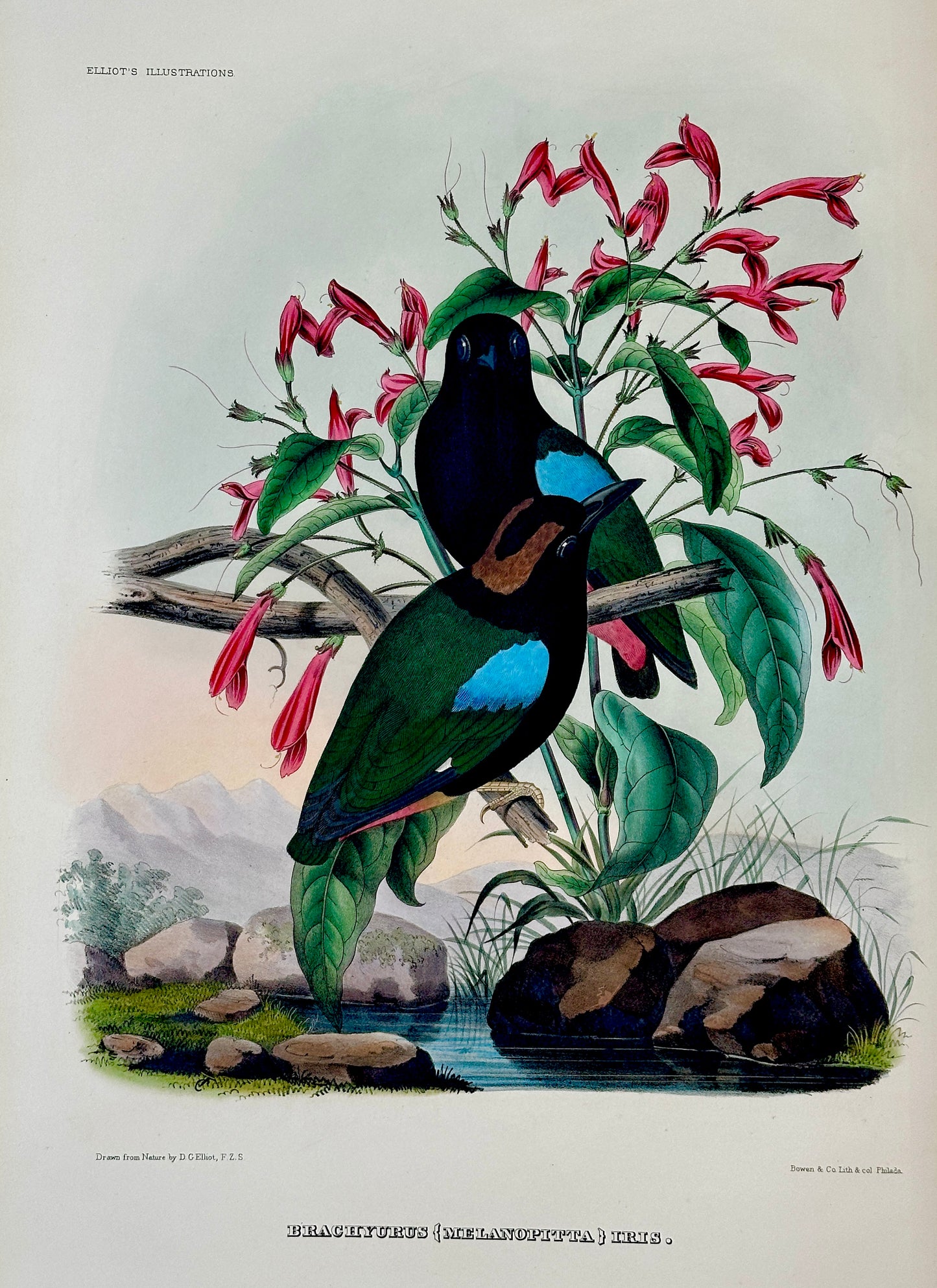 A Monograph of the Pittidae, or, Family of Ant Thrushes by D.G. Elliot (1st Edition)