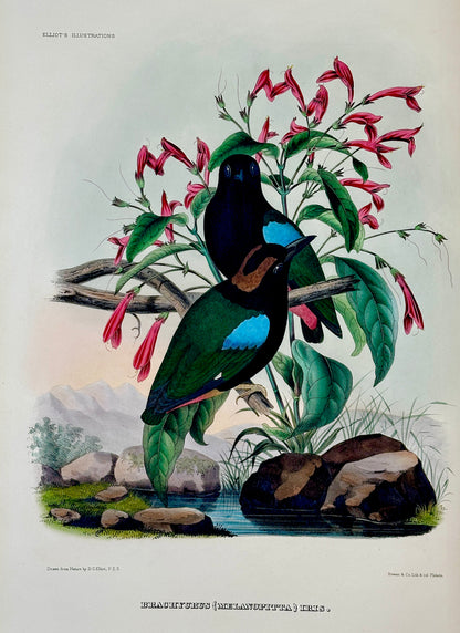 A Monograph of the Pittidae, or, Family of Ant Thrushes by D.G. Elliot (1st Edition)