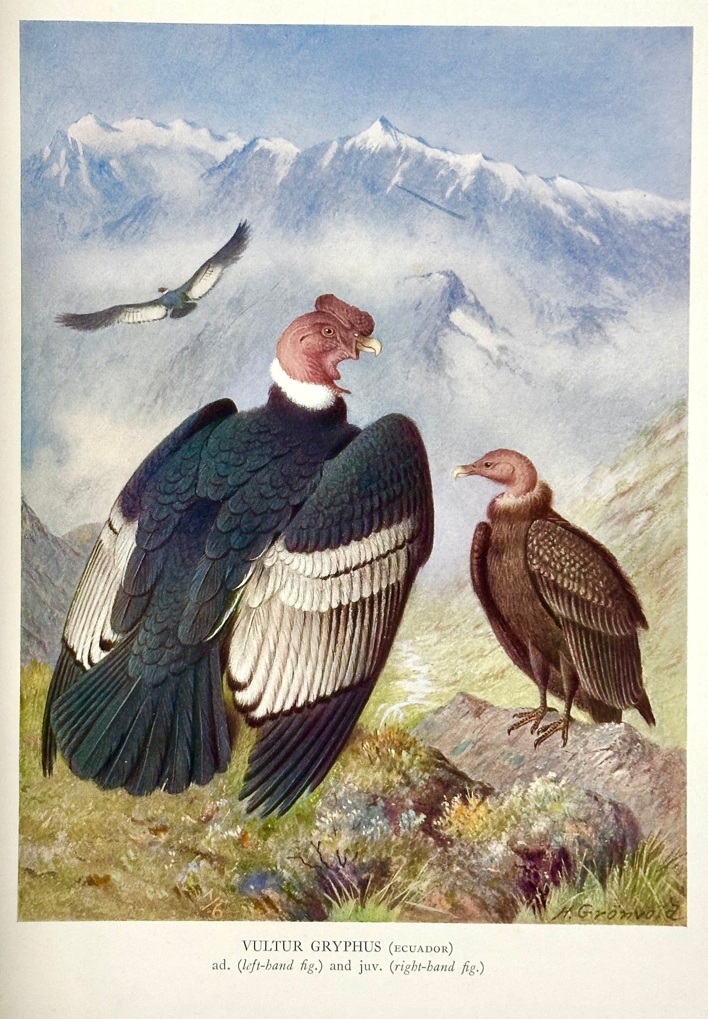 A Monograph of the Birds of Prey by H. Kirke Swann and A. Wetmore (ed.)
