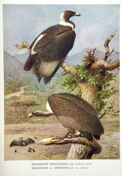 A Monograph of the Birds of Prey by H. Kirke Swann and A. Wetmore (ed.)