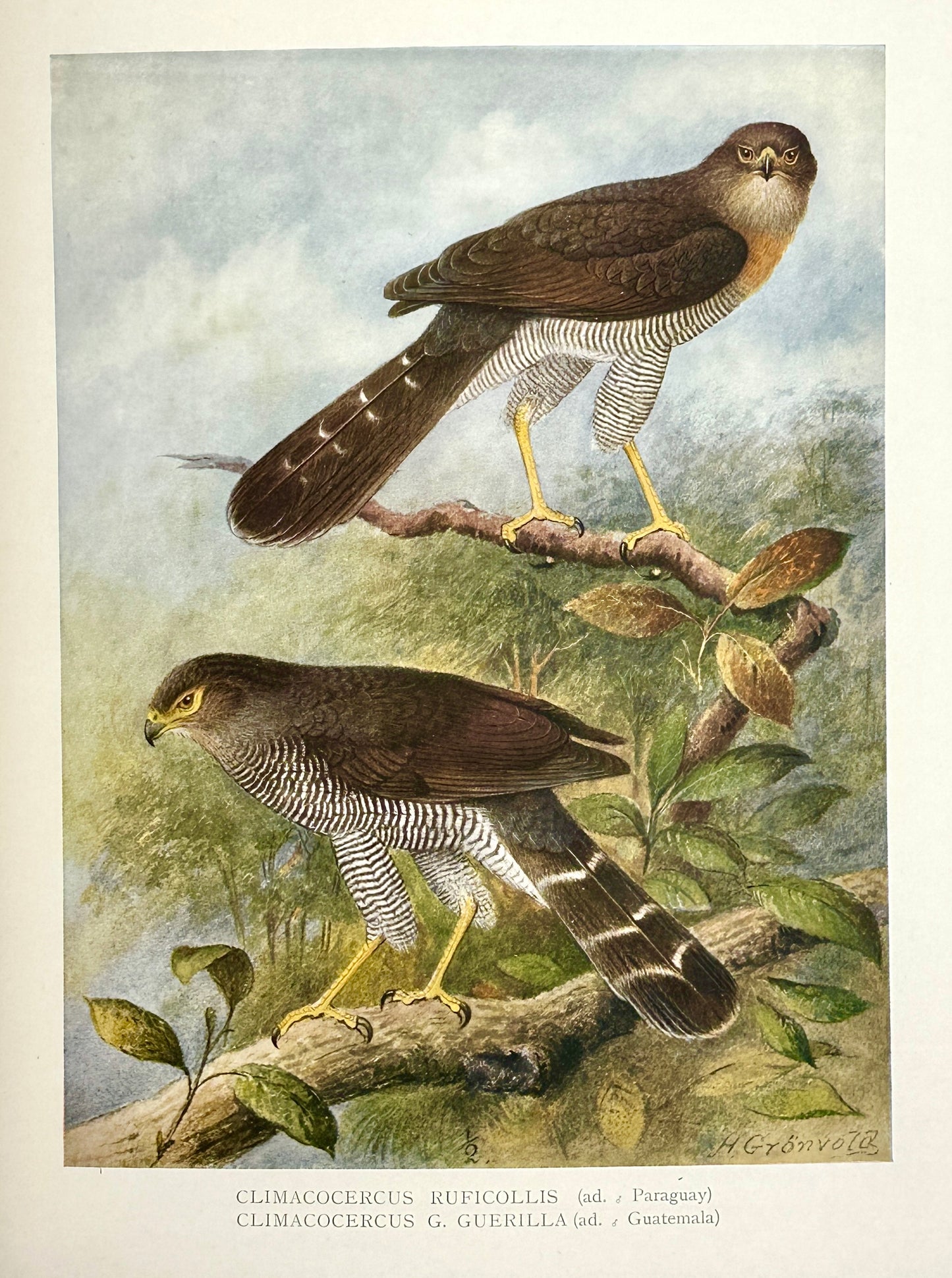 A Monograph of the Birds of Prey by H. Kirke Swann and A. Wetmore (ed.)