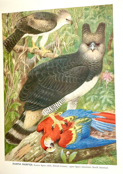 A Monograph of the Birds of Prey by H. Kirke Swann and A. Wetmore (ed.)