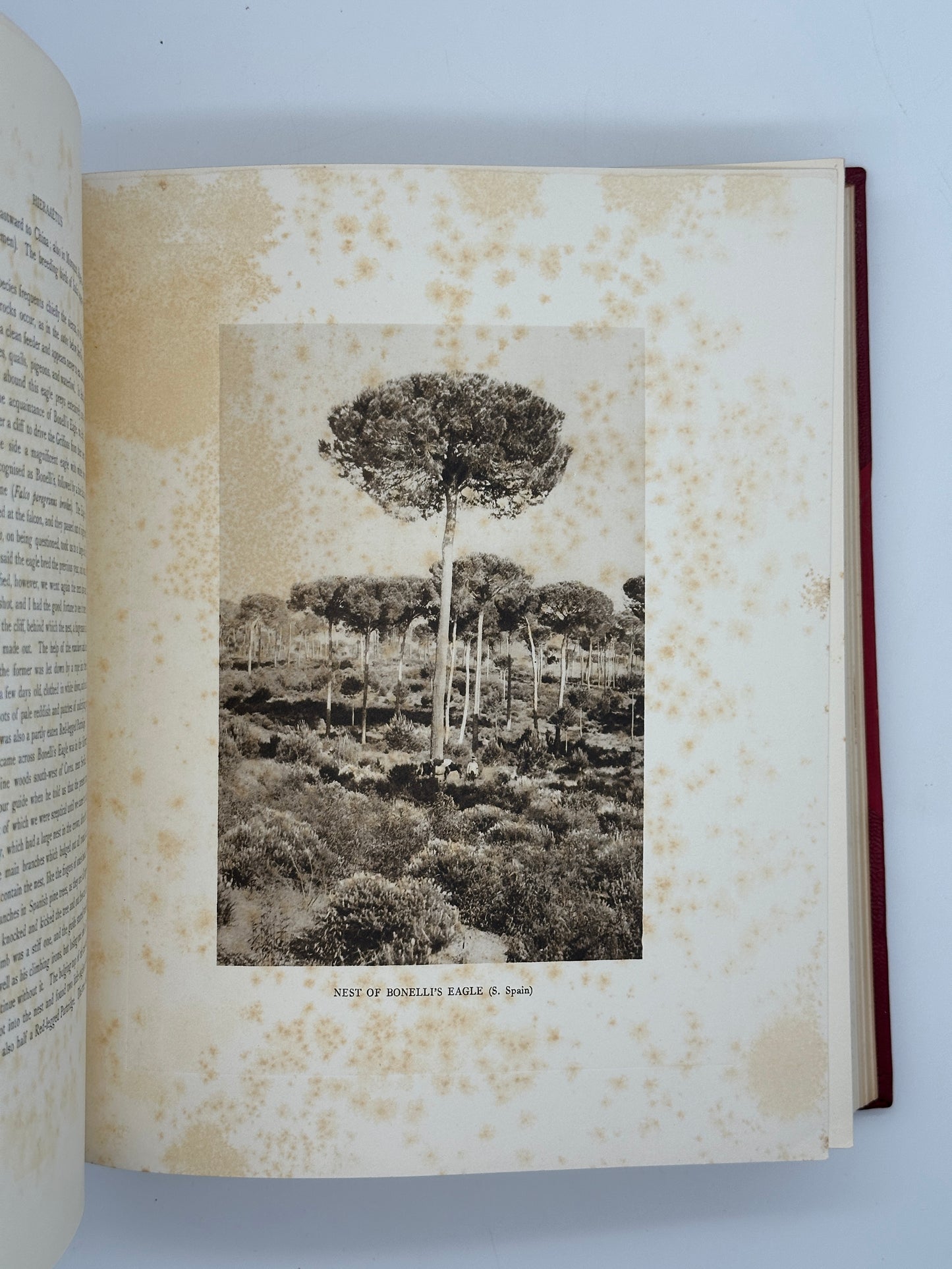 A Monograph of the Birds of Prey by H. Kirke Swann and A. Wetmore (ed.)