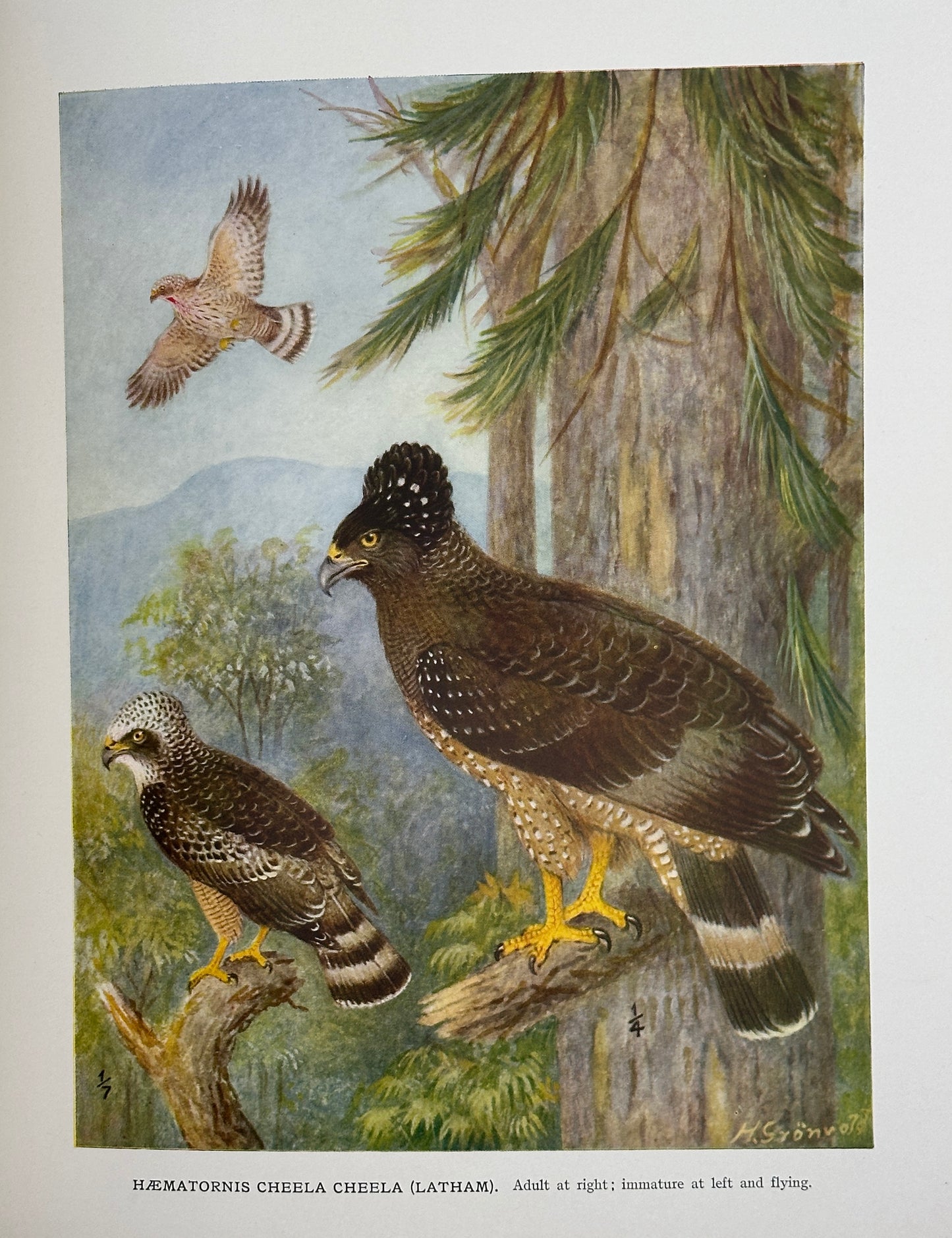 A Monograph of the Birds of Prey by H. Kirke Swann and A. Wetmore (ed.)