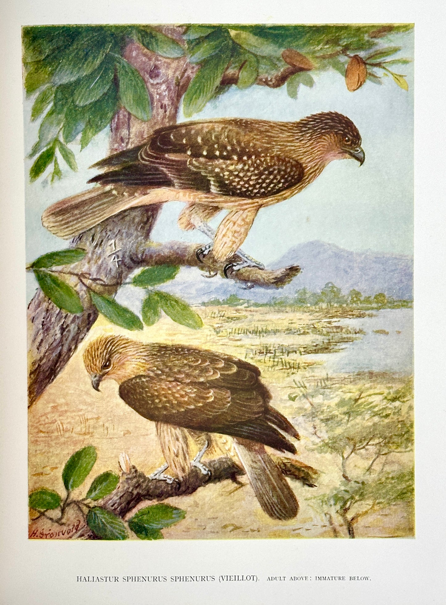 A Monograph of the Birds of Prey by H. Kirke Swann and A. Wetmore (ed.)