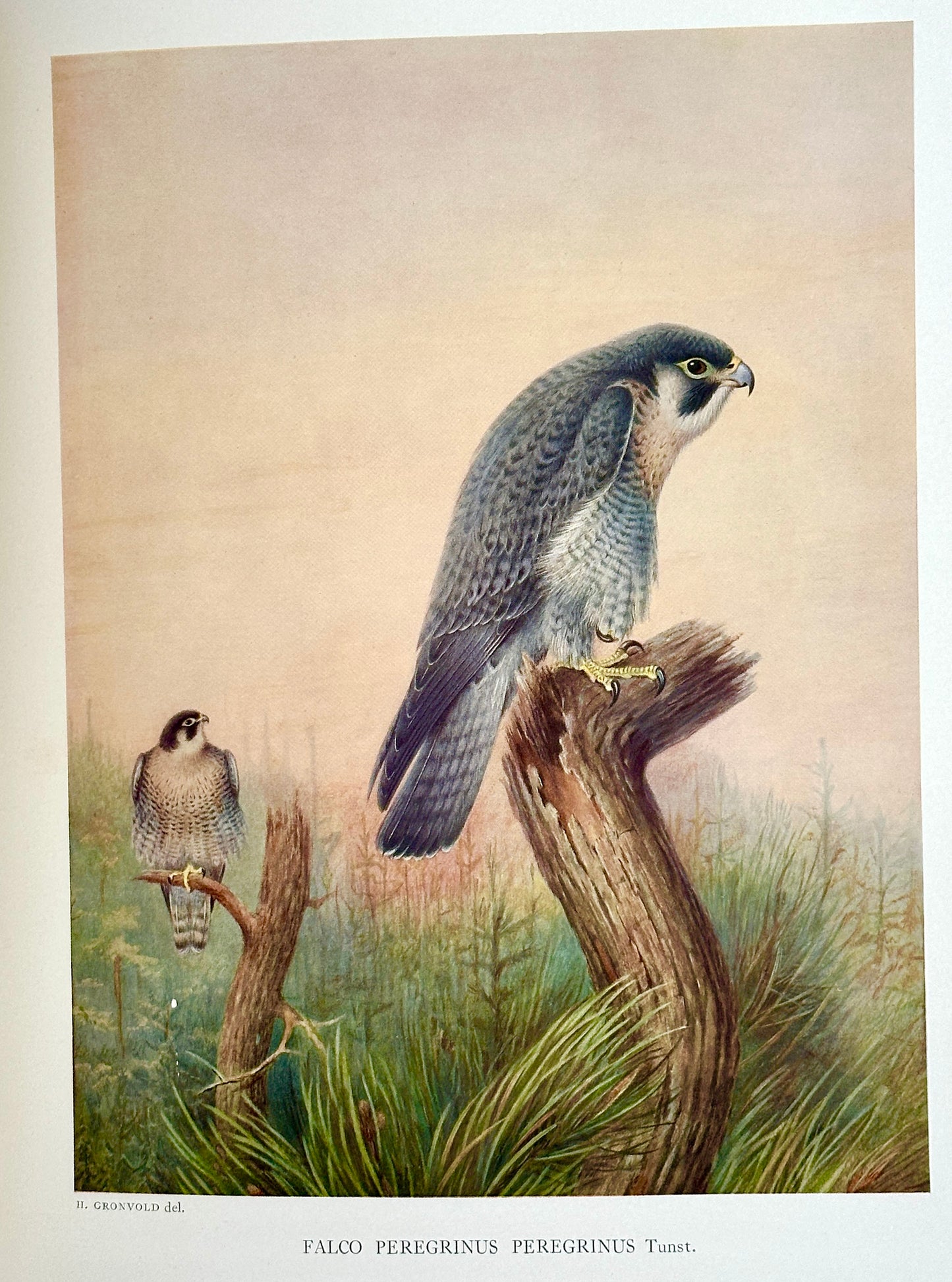 A Monograph of the Birds of Prey by H. Kirke Swann and A. Wetmore (ed.)