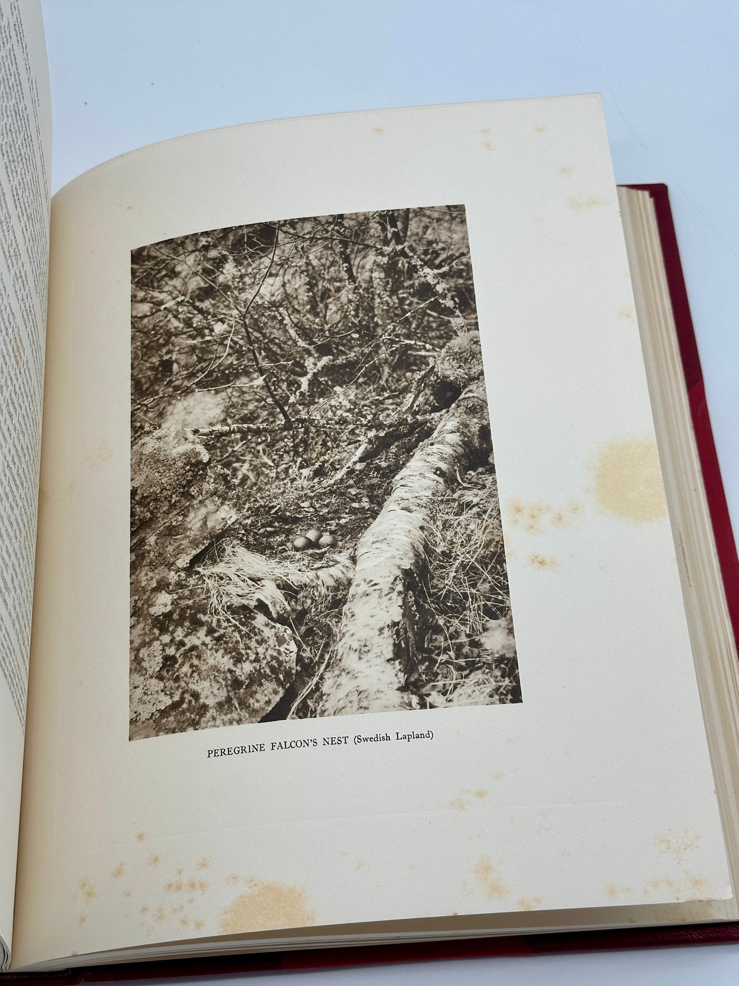 A Monograph of the Birds of Prey by H. Kirke Swann and A. Wetmore (ed.)