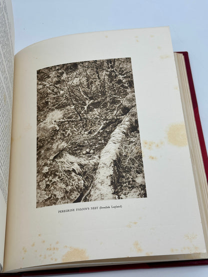 A Monograph of the Birds of Prey by H. Kirke Swann and A. Wetmore (ed.)