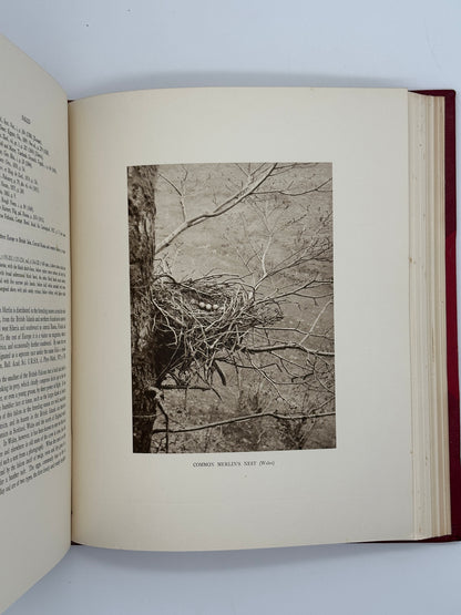 A Monograph of the Birds of Prey by H. Kirke Swann and A. Wetmore (ed.)