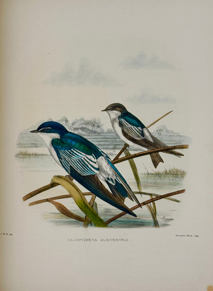 A Monograph of the Hirundiniddae or Family of Swallows by R. Bowdler Sharpe