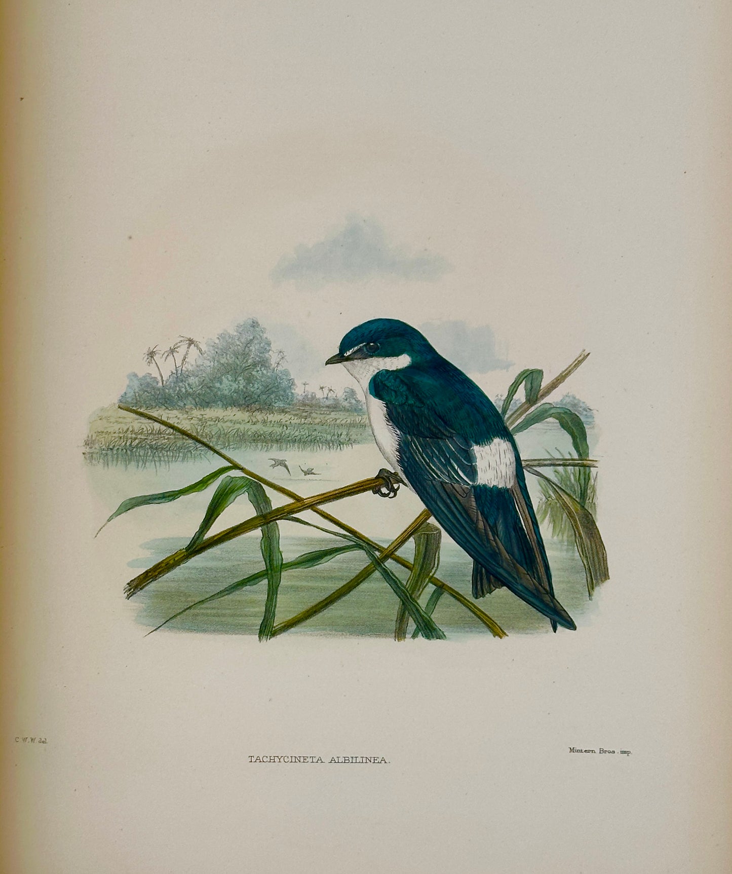 A Monograph of the Hirundiniddae or Family of Swallows by R. Bowdler Sharpe