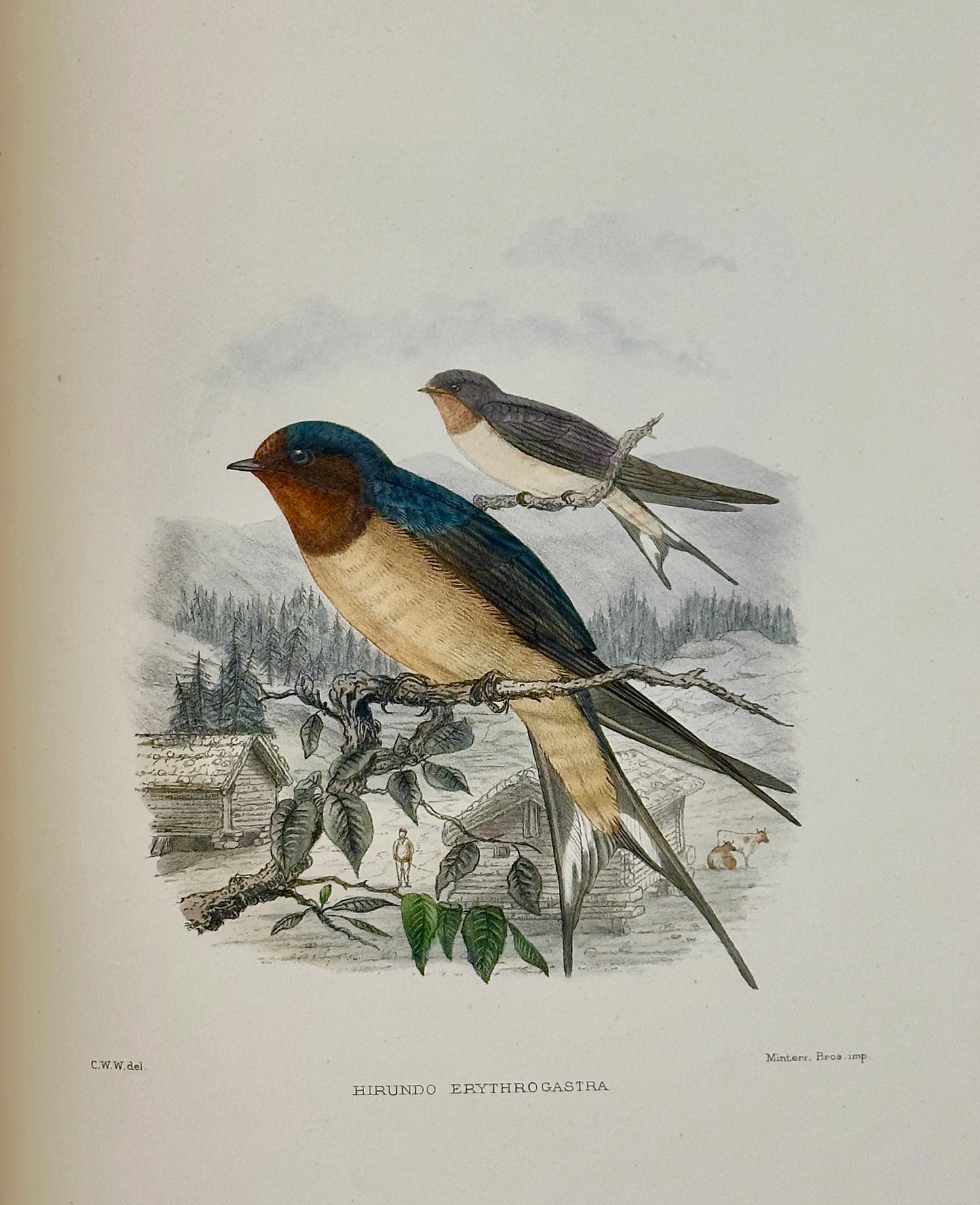 A Monograph of the Hirundiniddae or Family of Swallows by R. Bowdler Sharpe