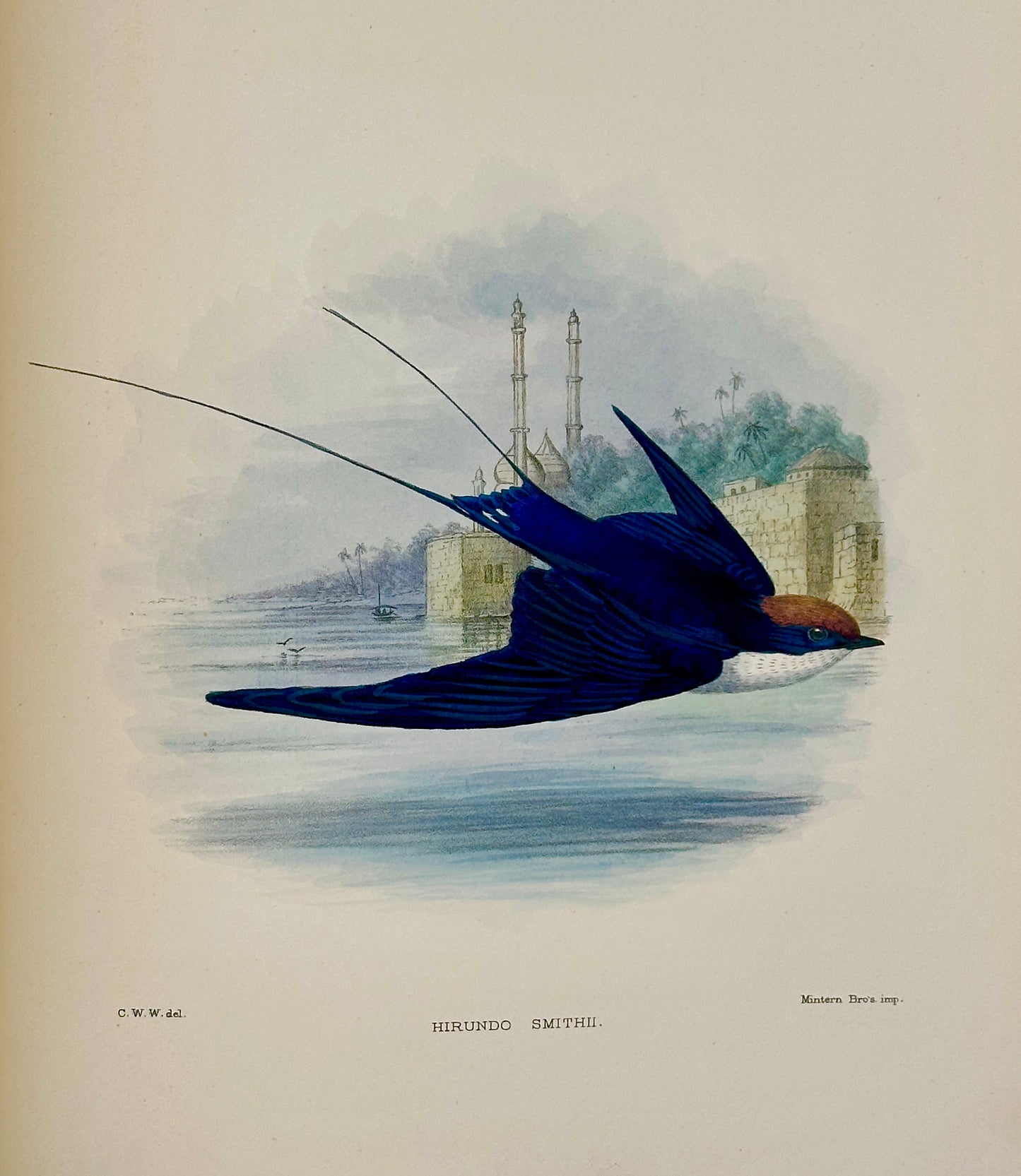 A Monograph of the Hirundiniddae or Family of Swallows by R. Bowdler Sharpe