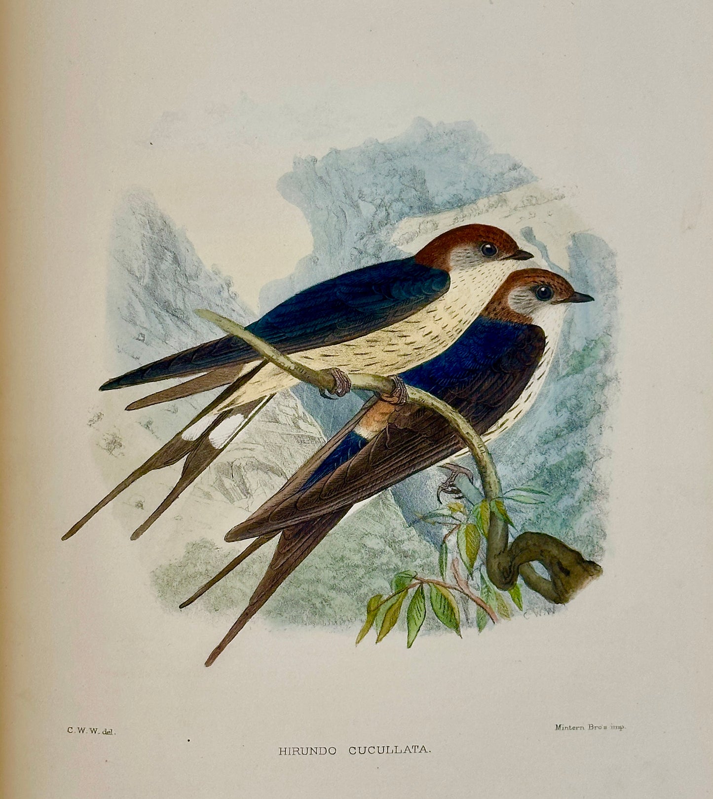 A Monograph of the Hirundiniddae or Family of Swallows by R. Bowdler Sharpe