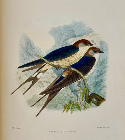 A Monograph of the Hirundiniddae or Family of Swallows by R. Bowdler Sharpe