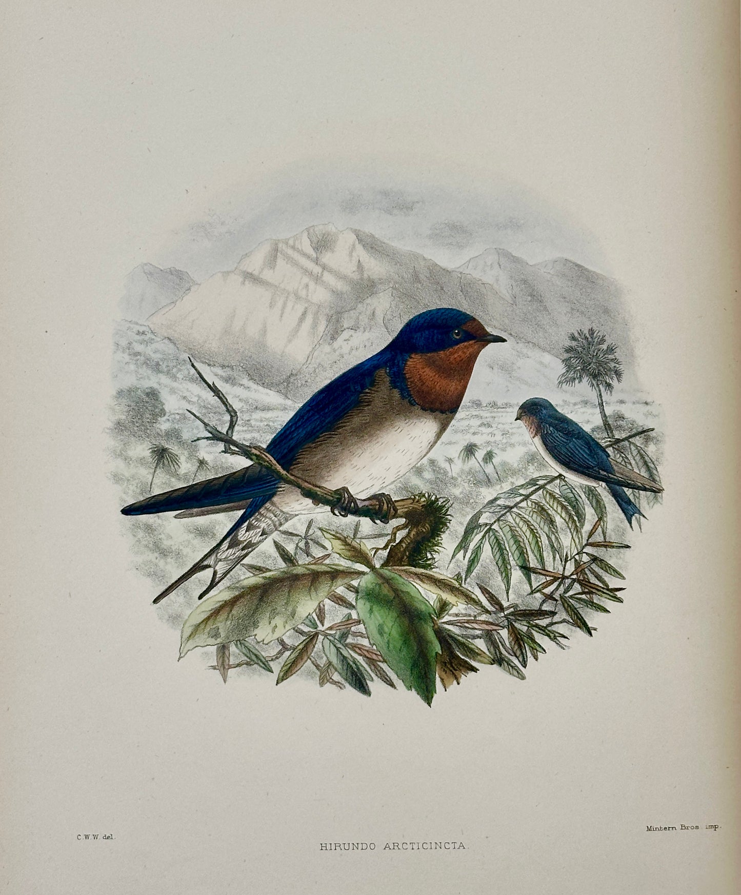 A Monograph of the Hirundiniddae or Family of Swallows by R. Bowdler Sharpe