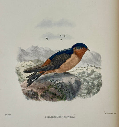 A Monograph of the Hirundiniddae or Family of Swallows by R. Bowdler Sharpe