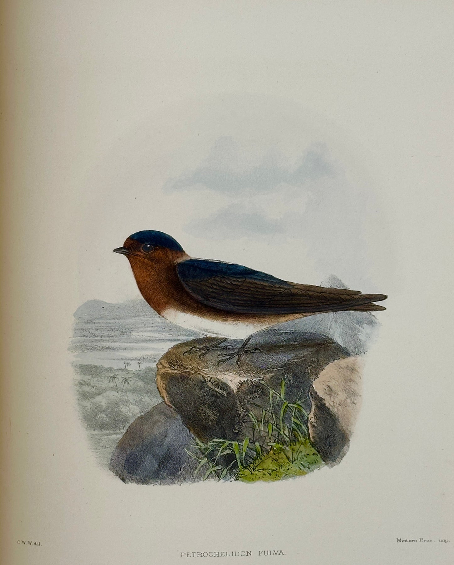 A Monograph of the Hirundiniddae or Family of Swallows by R. Bowdler Sharpe