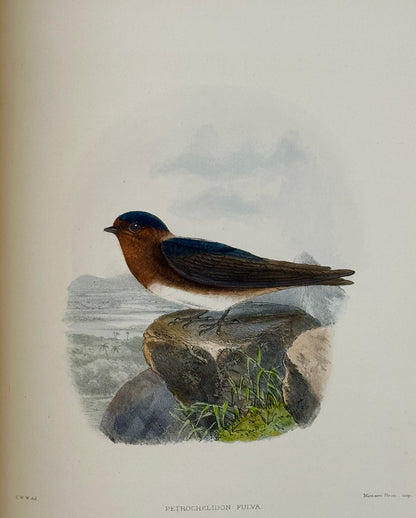A Monograph of the Hirundiniddae or Family of Swallows by R. Bowdler Sharpe