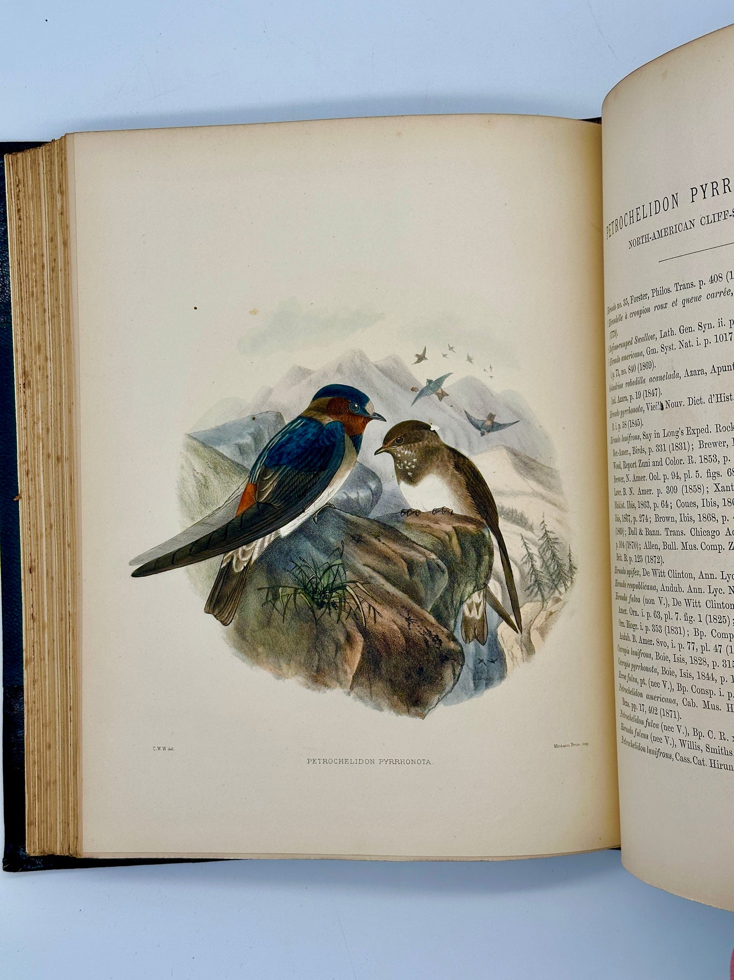A Monograph of the Hirundiniddae or Family of Swallows by R. Bowdler Sharpe