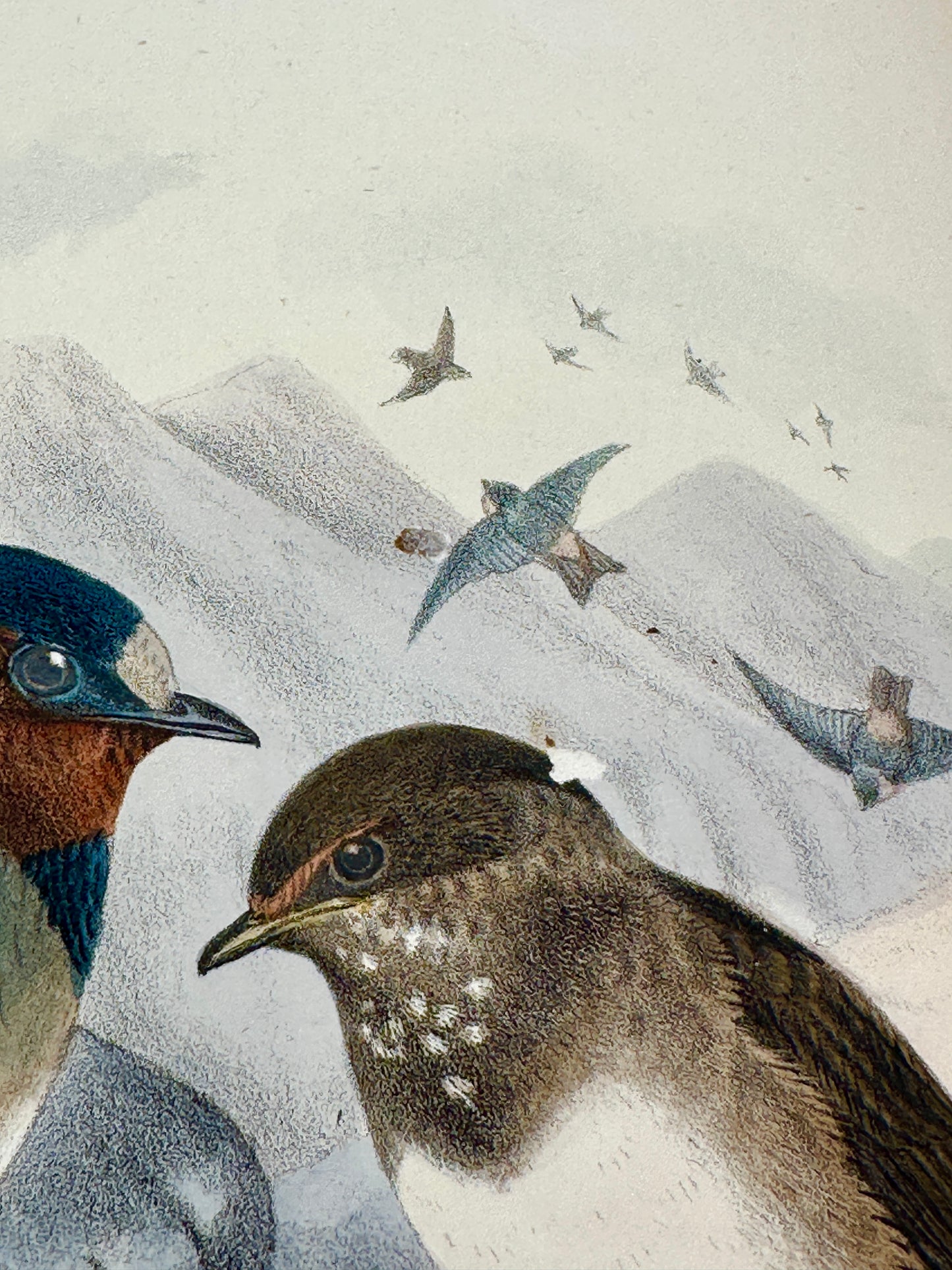A Monograph of the Hirundiniddae or Family of Swallows by R. Bowdler Sharpe