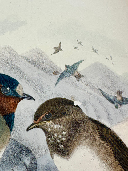 A Monograph of the Hirundiniddae or Family of Swallows by R. Bowdler Sharpe