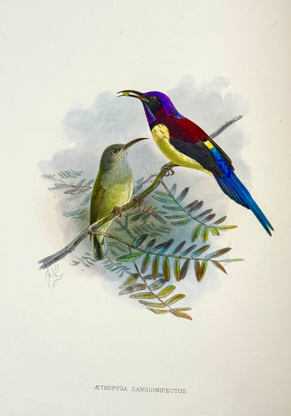 A Monograph of the Nectariniidae, or Family of Sun-Birds by G.E. Shelley