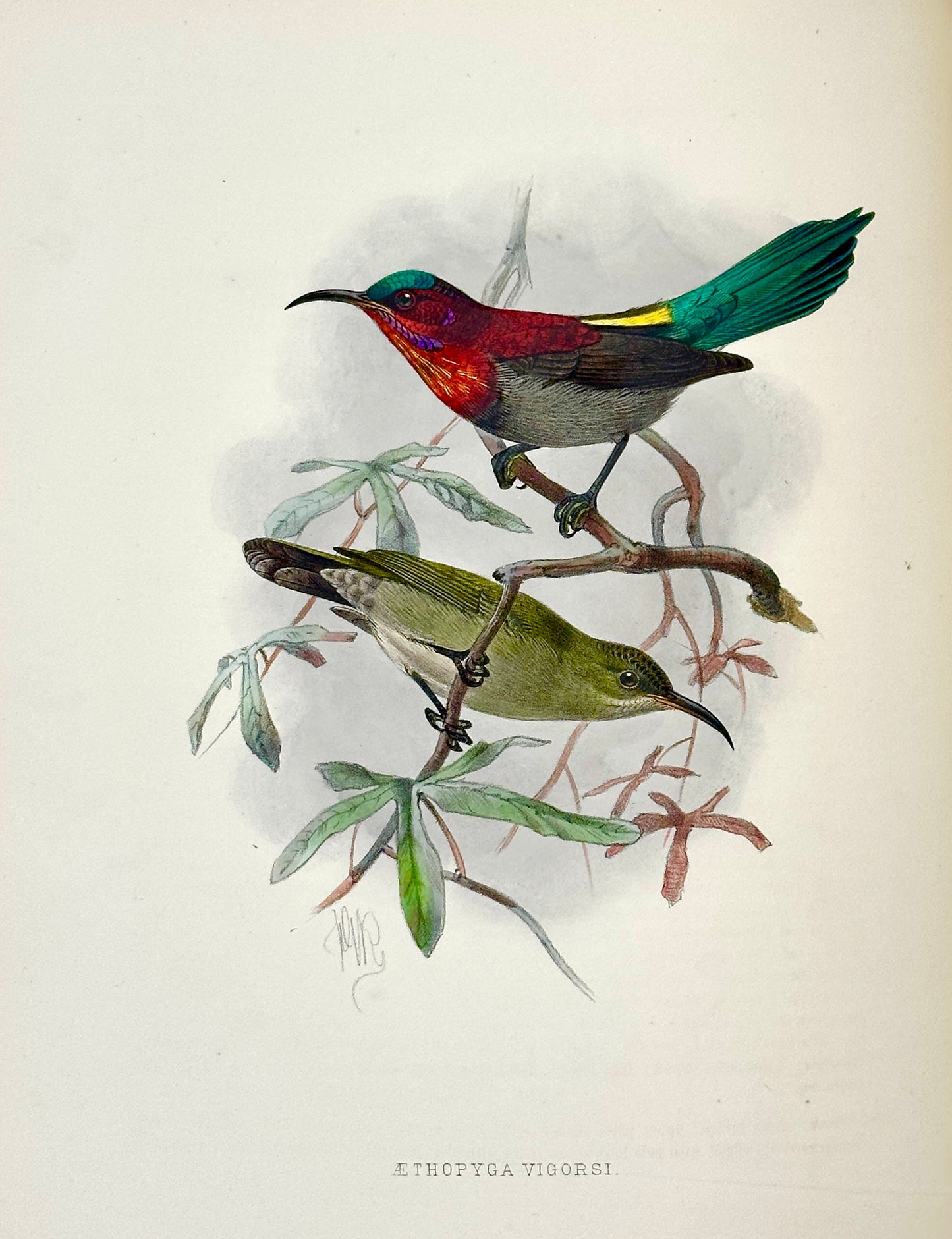 A Monograph of the Nectariniidae, or Family of Sun-Birds by G.E. Shelley