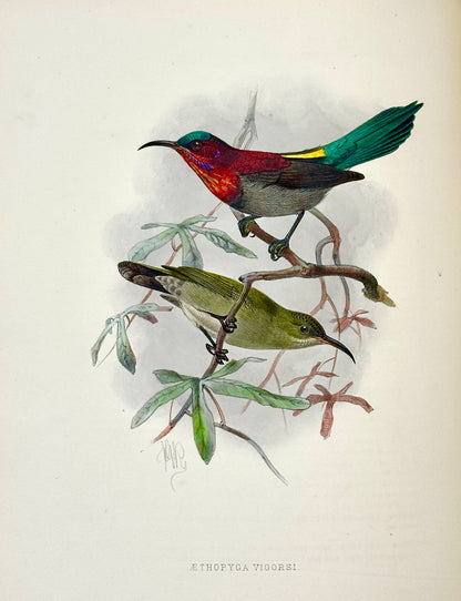 A Monograph of the Nectariniidae, or Family of Sun-Birds by G.E. Shelley