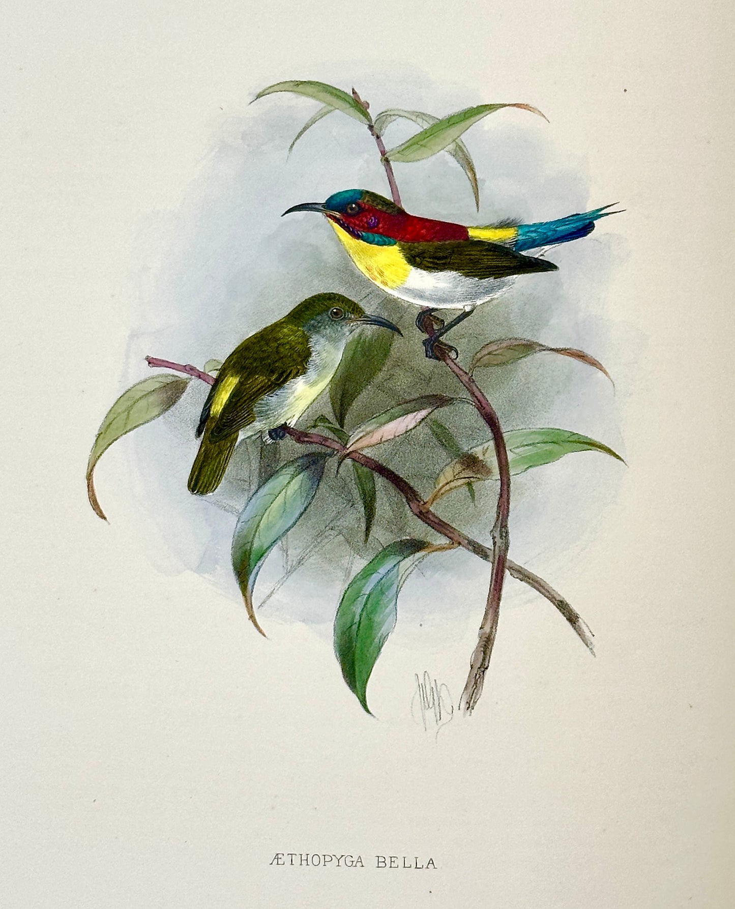 A Monograph of the Nectariniidae, or Family of Sun-Birds by G.E. Shelley