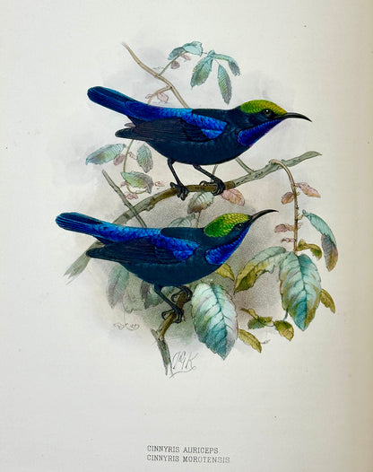 A Monograph of the Nectariniidae, or Family of Sun-Birds by G.E. Shelley