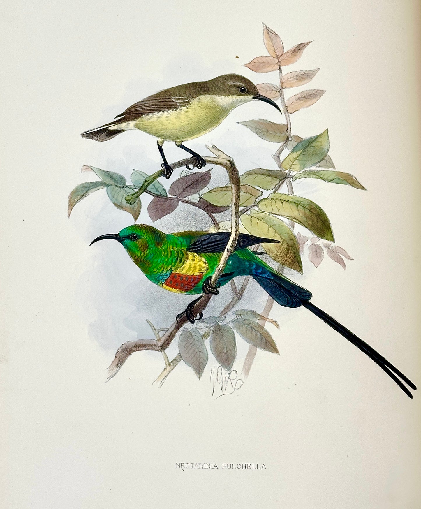 A Monograph of the Nectariniidae, or Family of Sun-Birds by G.E. Shelley